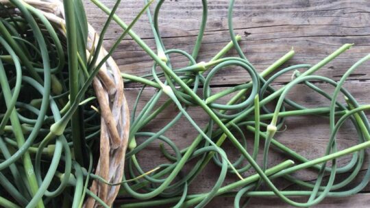 Часникові стрілки