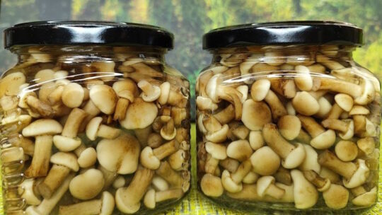 Як замаринувати опеньки