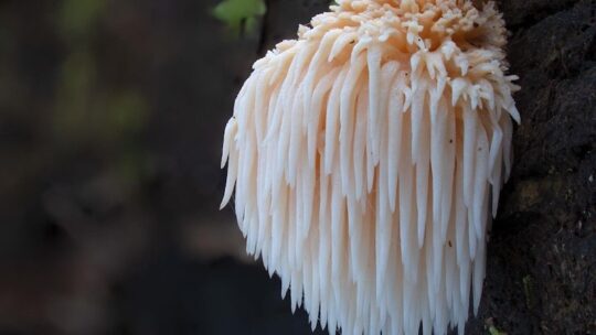 Ежовик гребенчатый