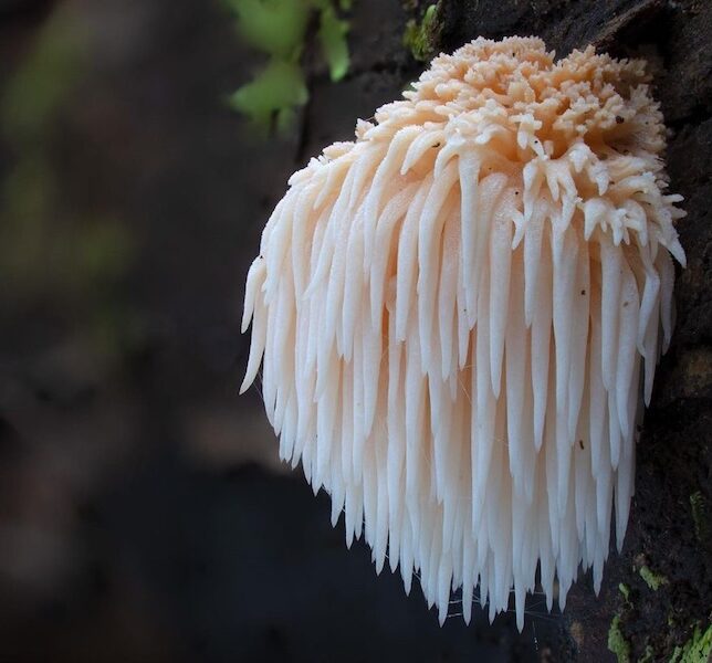 Ежовик гребенчатый