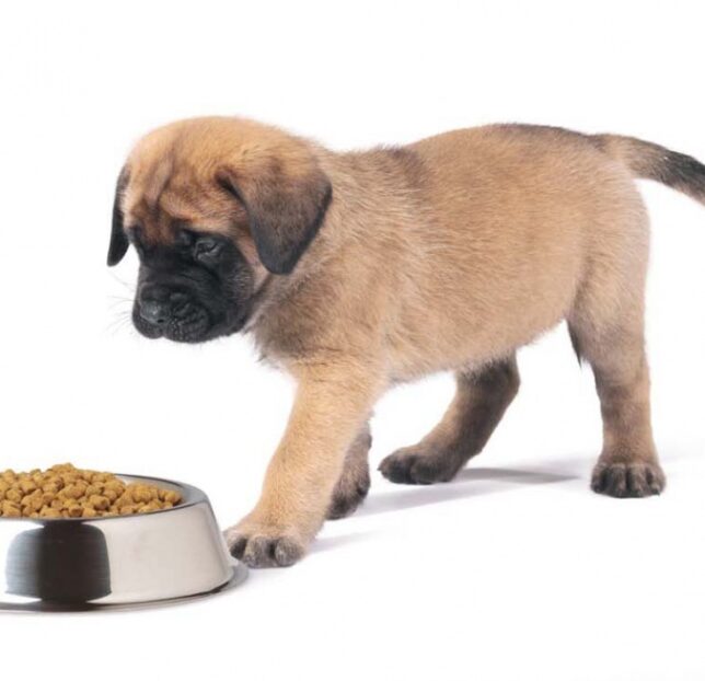 корм для собак